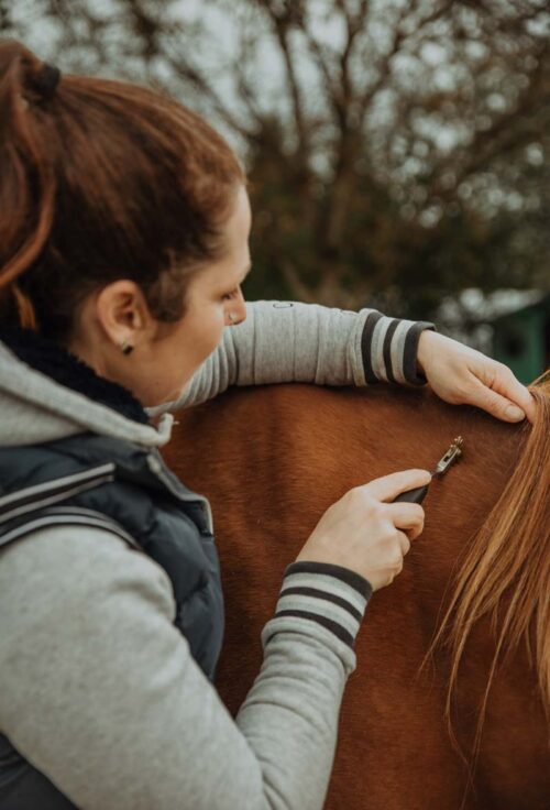 Faszientherapie für Pferde
