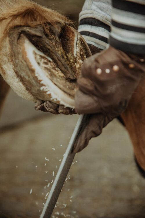 Hufcoaching 1:1 online