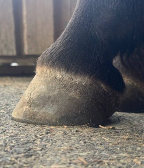 Hufbearbeitung erlernen